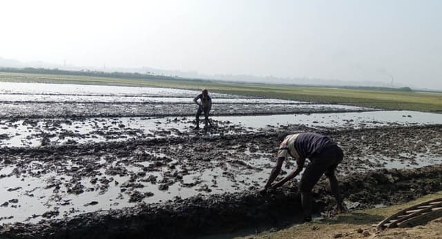 সরাইলে কনকনে শীতের মাঝে বোরো রোপণে মাঠে কৃষক