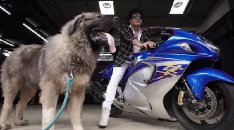 ২০ কোটি টাকার কুকুর! জিতেছে ৩২টি মেডেল