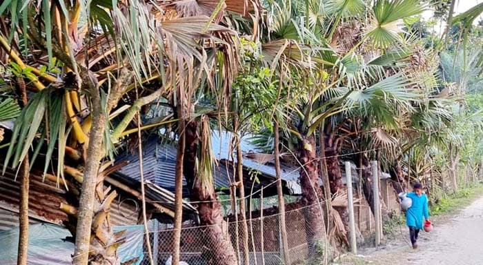 কেশবপুরে বজ্রপাত প্রতিরোধে রোপনকৃত তাল গাছ ধ্বংস