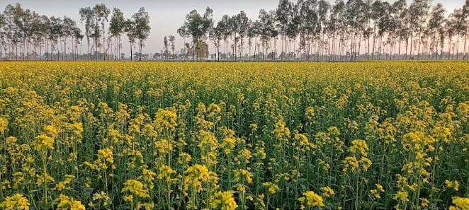 পাঁচবিবিতে মাঠে মাঠে চোখ জুড়ানো হলুদ ফুলের সমারোহ