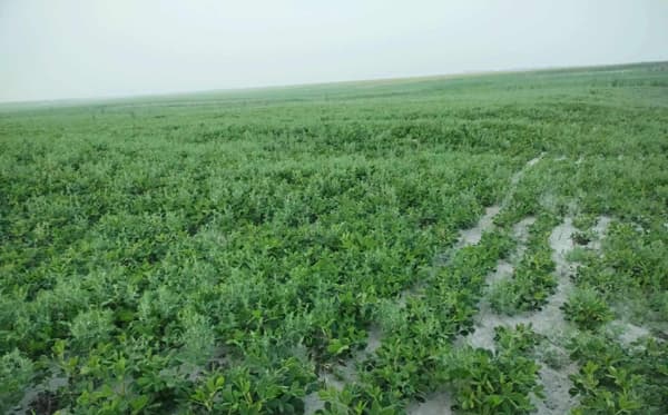 বাদাম গাছের সবুজ পাতায় ছেয়ে গেছে যমুনার চরাঞ্চল