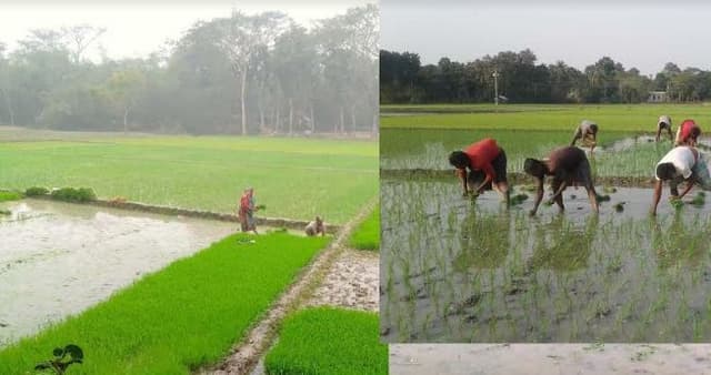 আশাশুনির কৃষকরা উৎসাহ উদ্দীপনায় বোরো আবাদ শুরু করেছে