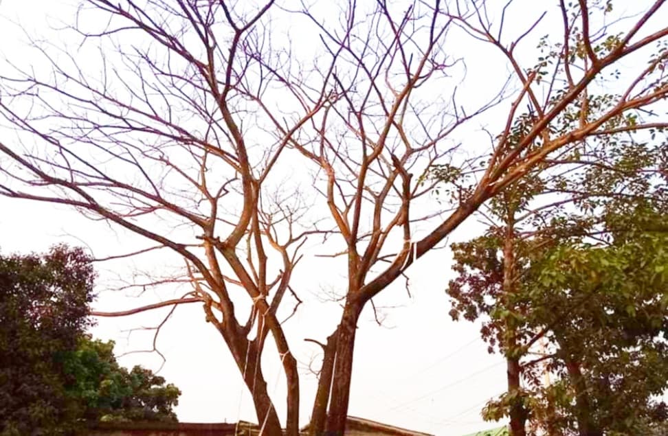 কালিগঞ্জে সড়কের পাশে মরা গাছ এখন মরণফাঁদ