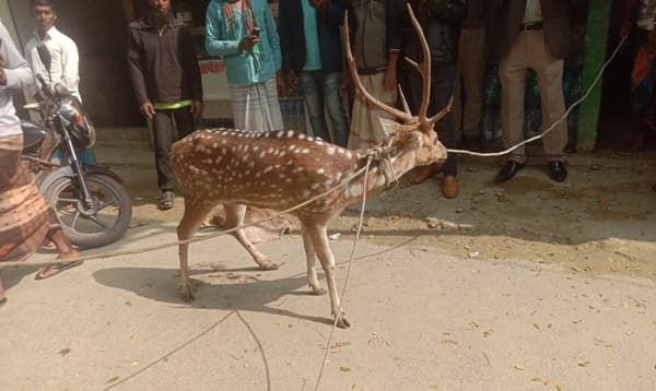 অবমুক্ত: বনের হরিণ বনেই সুন্দর!