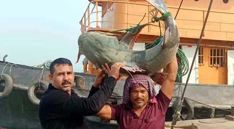 পদ্মার এক বাঘাইড় ৩৩ হাজারে বিক্রি