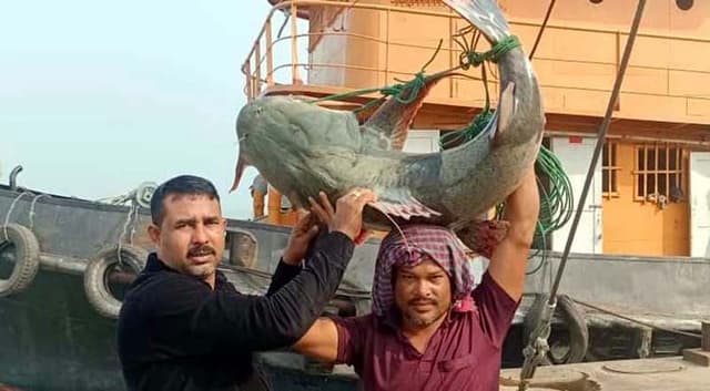 পদ্মার এক বাঘাইড় ৩৩ হাজারে বিক্রি