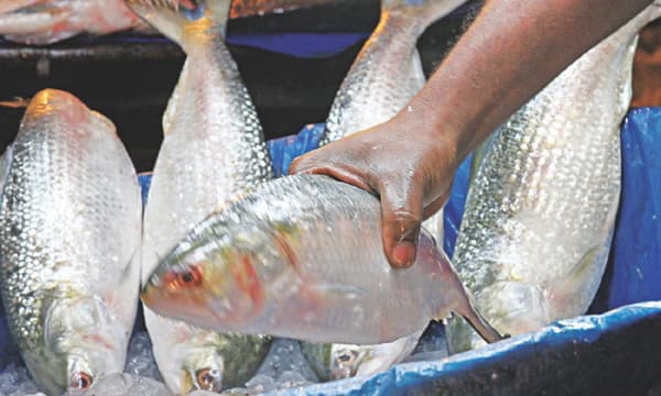 বরিশালের ইলিশ বাজারে শীতের প্রভাব, ক্রেতাদের নাগালের বাইরে দাম