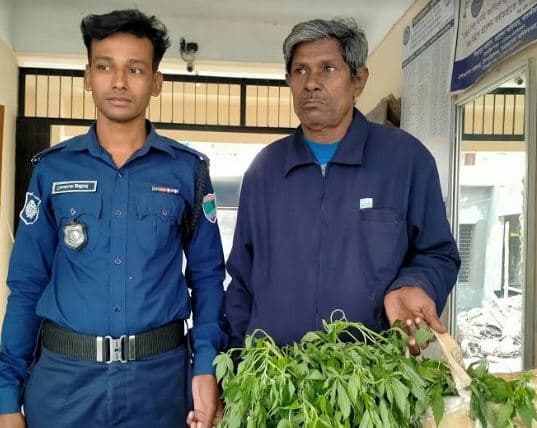 আশাশুনিতে রোপনকৃত ৫০টি গাঁজা গাছসহ একজন আটক