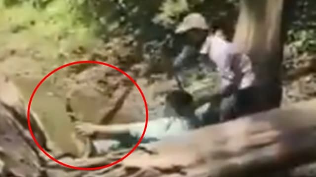 কিং কোবরার কামড় থেকে কী ভাবে বাঁচলেন দেখুন !