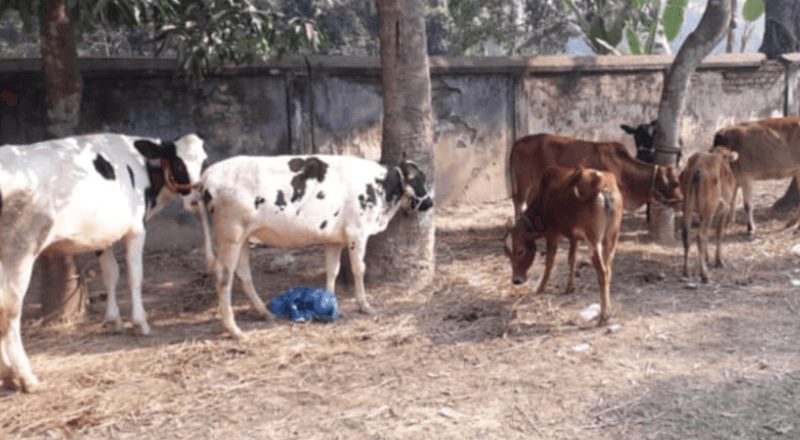 রায়গঞ্জে চোরাই গরু উদ্ধার, মামলা দায়ের