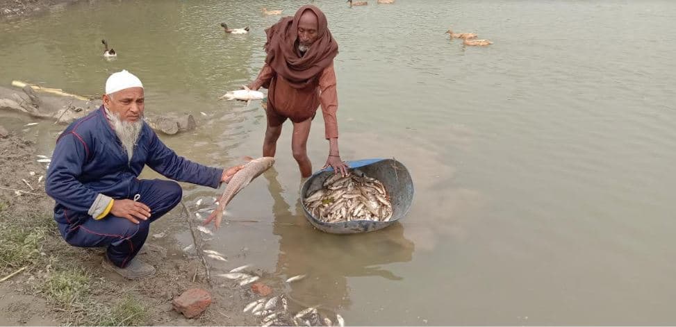 লালপুরে মাছের সঙ্গে এ কেমন শত্রুতা