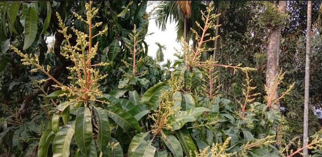 লালপুরে আম গাছে আগাম মুকুল