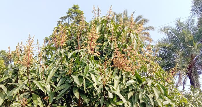 লালপুরে আম গাছে গাছে আগাম মুকুল, মৌ মৌ গন্ধ