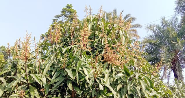 লালপুরে আম গাছে গাছে আগাম মুকুল, মৌ মৌ গন্ধ