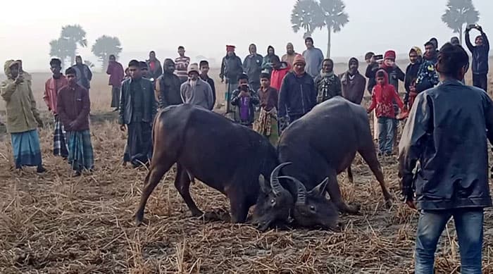 কলাপাড়ায় মহিষের লড়াই