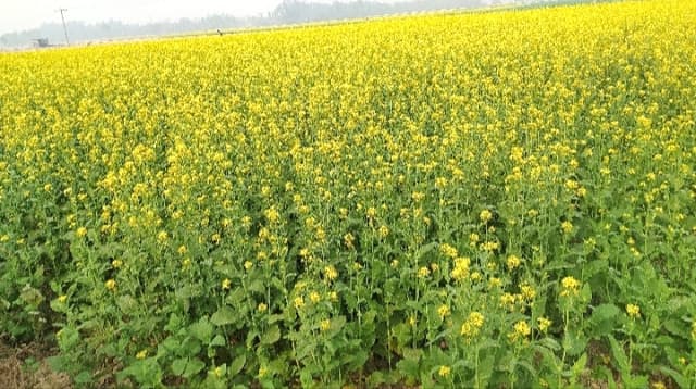 দিগন্ত জোড়া মাঠে সরিষার হলুদ ফুলে রঙিন স্বপ্ন দেখছেন হিলির কৃষকরা