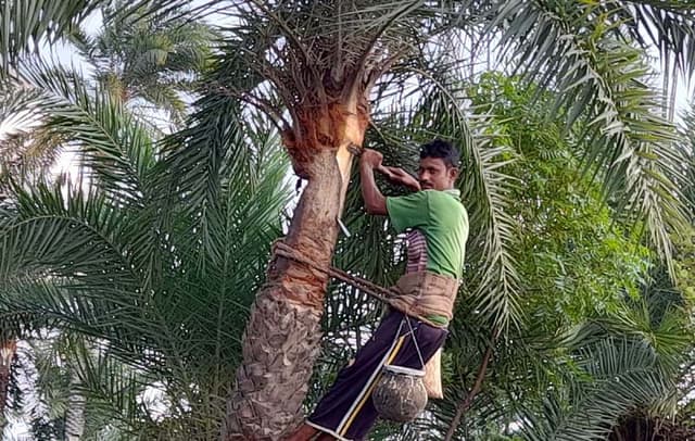 আত্রাইয়ে শীতের ঐতিহ্য খেজুর রস আহরণে ব্যস্ত গাছিরা