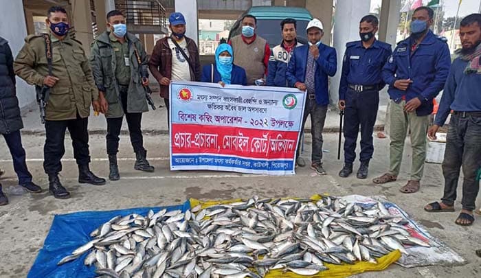 কাউখালীতে মোবাইল কোর্টে ১১০ কেজি জাটকা ইলিশ আটক