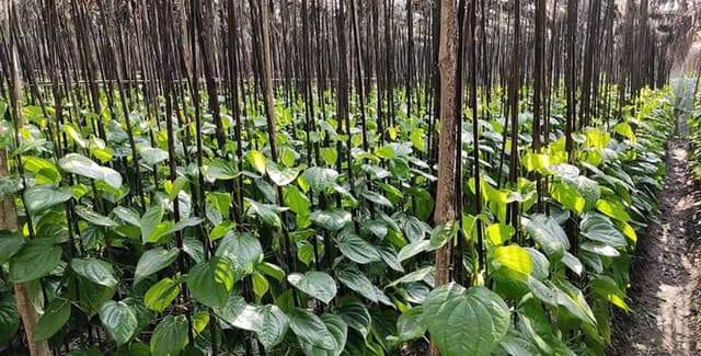 যেমন আছেন পানের গ্রামের পানচাষীরা