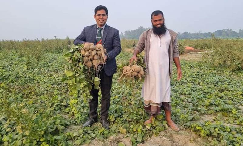 প্রথমবার কেশর আলু চাষ করে লাভবান যমুনা চরাঞ্চলের কৃষকরা