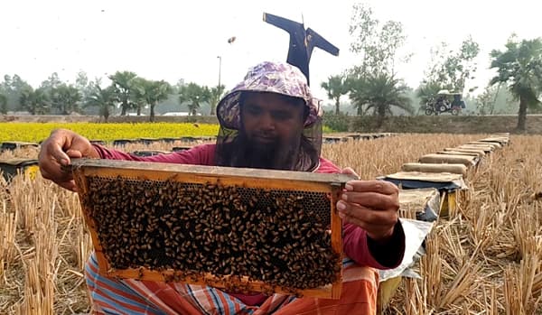 হিলিতে সরিষা ফুলের মধু সংগ্রহে ব্যস্ত মৌয়াল আসাদুজ্জামান