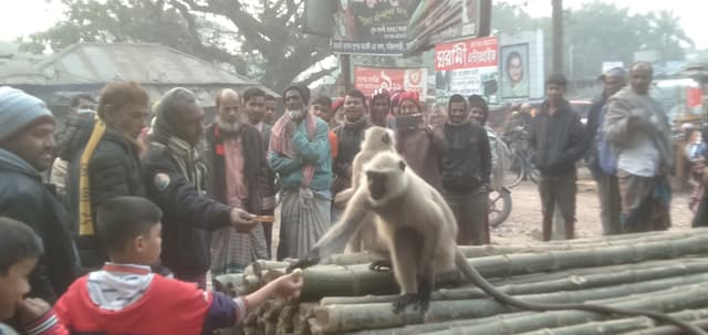 কালকিনিতে খাবারের খোজে হনুমানের আগমন! উৎসুক জনতার ভীর