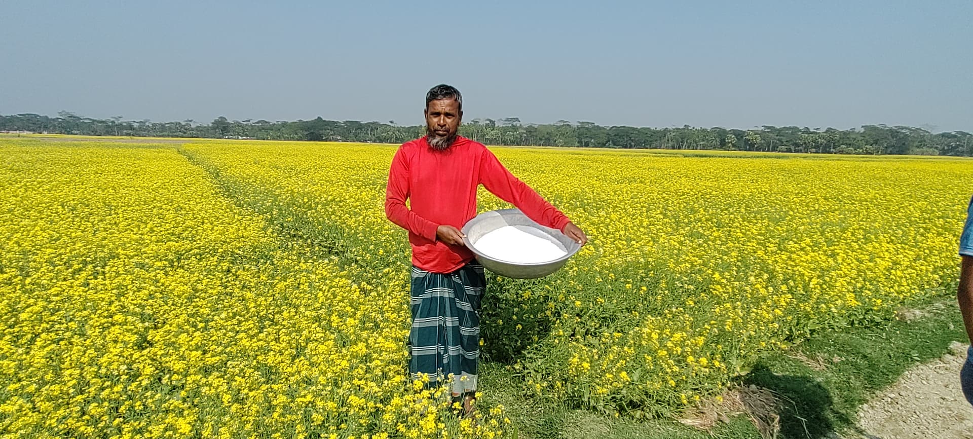 ভোলার তজুমদ্দিনে সরিষার বাম্পার ফলনের সম্ভাবনা
