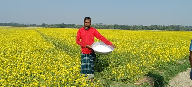 ভোলার তজুমদ্দিনে সরিষার বাম্পার ফলনের সম্ভাবনা