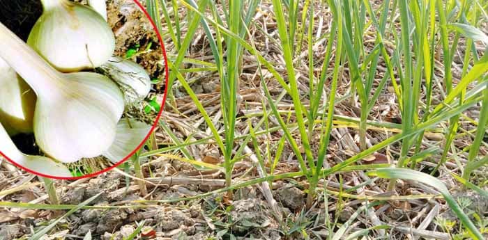 রসুন চাষে আগ্রহ হারাচ্ছে লালপুরের কৃষকরা