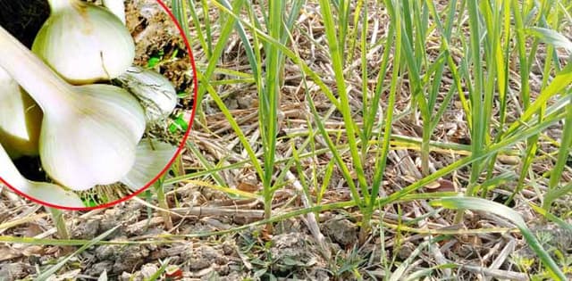 রসুন চাষে আগ্রহ হারাচ্ছে লালপুরের কৃষকরা