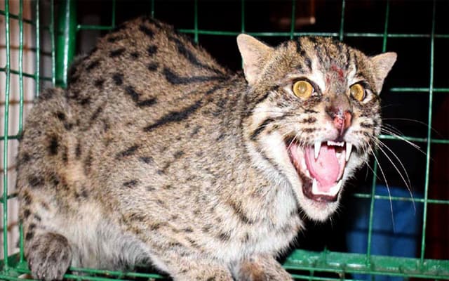 হরিণাকুন্ডুতে কৃষকের পাতা ফাঁদে মেছোবাঘ ধরা!