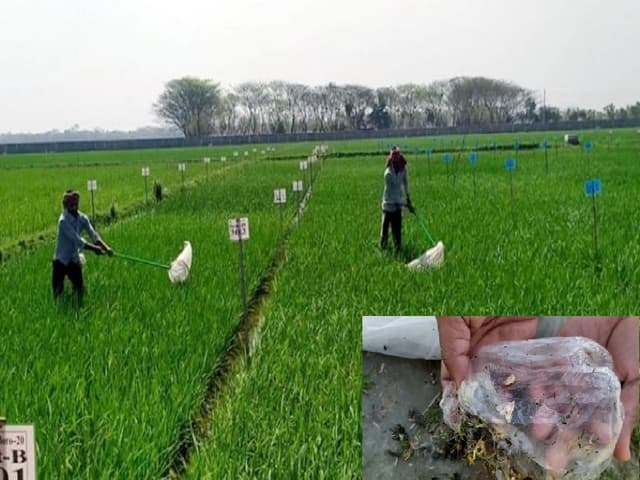 বরিশালে ব্রি-ধান চাষে সফলতা, আগ্রহ বেড়েছে কৃষকদের