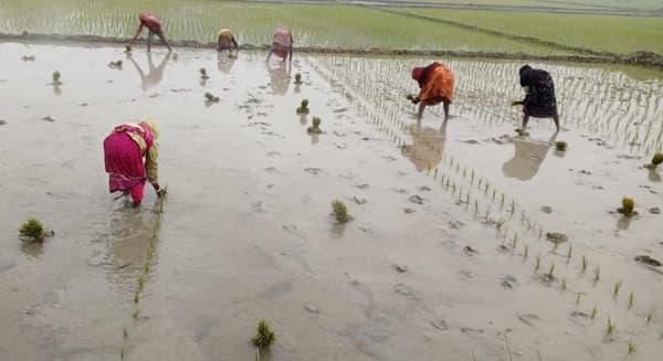 আত্রাইয়ে তীব্র শীত উপেক্ষা করে চলছে ইরি-বোরো রোপনের মহোৎসব