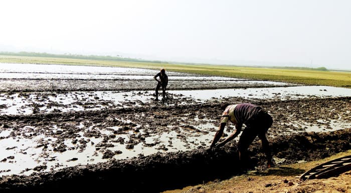কনকনে শীতের মাঝে সরাইলে বোরো রোপণে মাঠে কৃষক