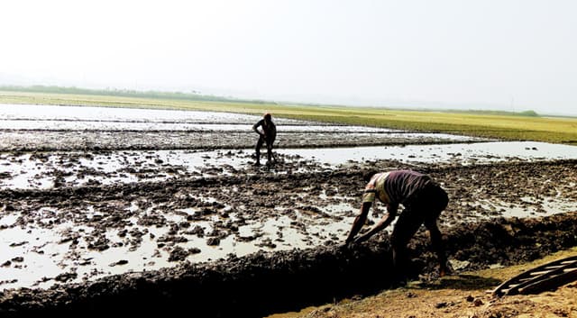 কনকনে শীতের মাঝে সরাইলে বোরো রোপণে মাঠে কৃষক