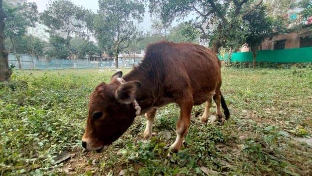এবারও বিশ্বের ক্ষুদ্র গরু সাভারের চারু