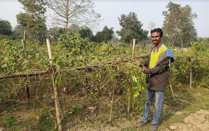শিম গাছের সঙ্গে এ কেমন শত্রুতা !
