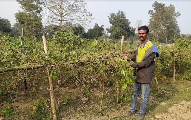 শিম গাছের সঙ্গে এ কেমন শত্রুতা !