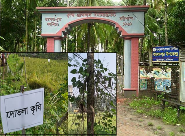 বরিশালে পতিত জমিতে ব্যাপক ফসল উৎপাদন