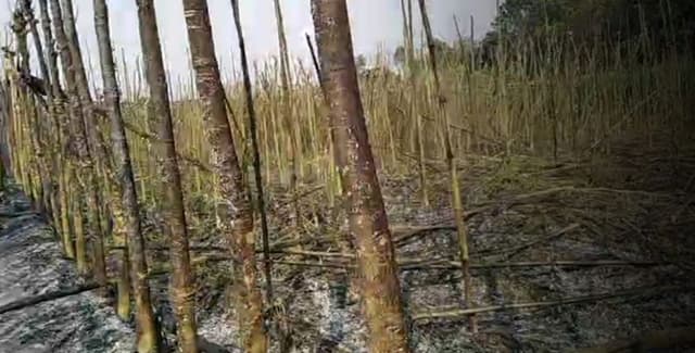 ঝিনাইদহে ৮বিঘা জমির পানের বরজ পুড়ে ছাই