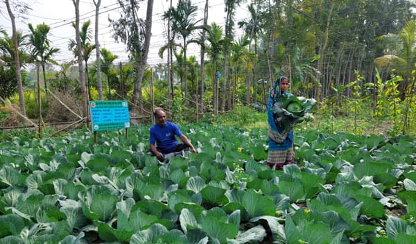 পিরোজপুরে সবজি চাষ করে স্বাবলম্বী কৃষি উদ্যোক্তা বৈরাগী দম্পতি