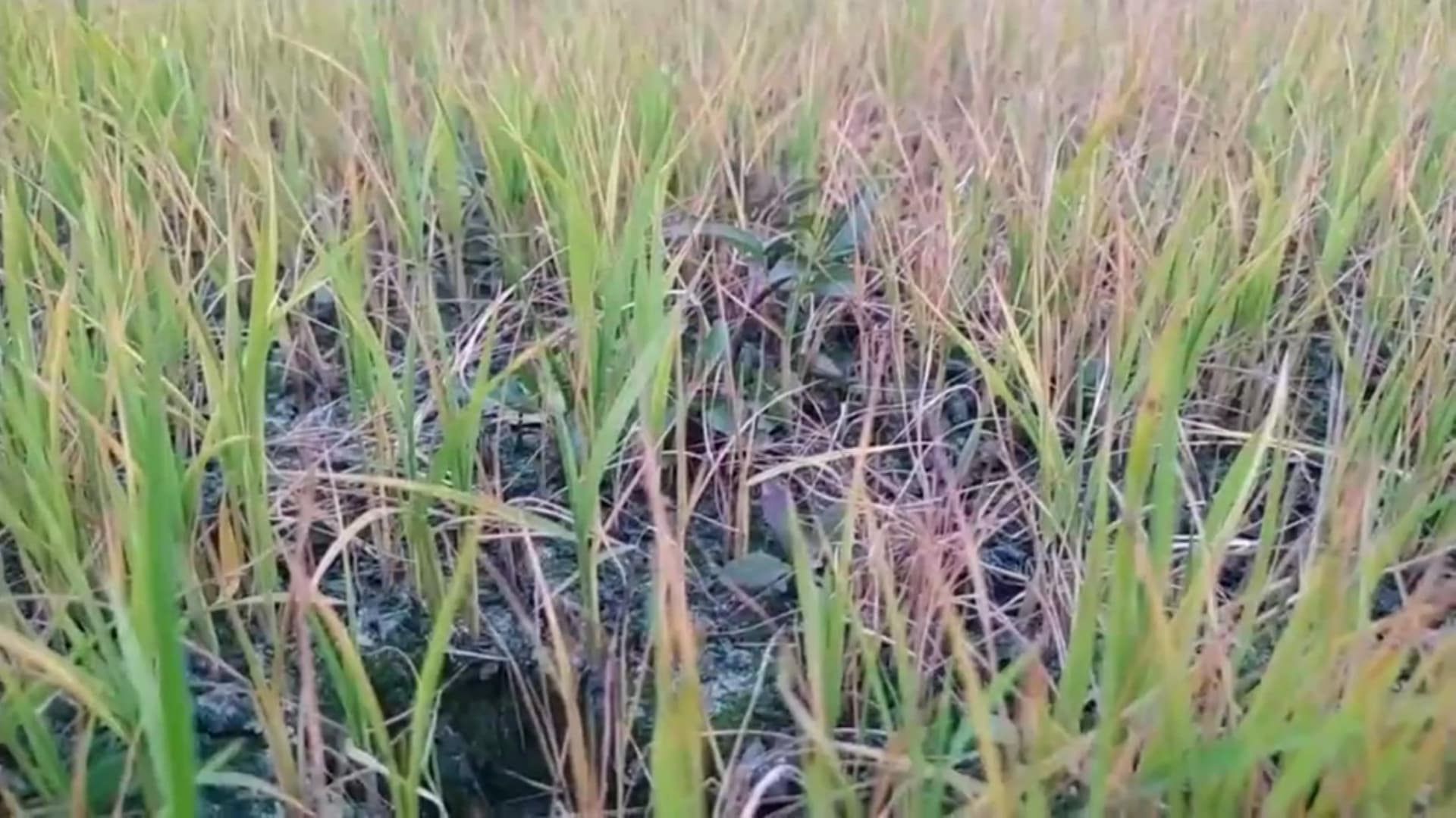 হিলিতে ঘন কুয়াশায় মরে যাচ্ছে বীজতলা