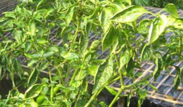 কাউখালীতে নিম্নমানের কীটনাশক ব্যবহারে ক্ষতিগ্রস্ত সবজি বাগান!