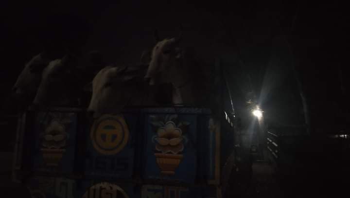 ভারত থেকে চোরাই পথে আসা ১৪ গরু আটক