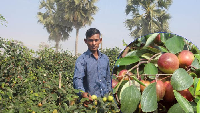 কাশ্মীরি বরই চাষে নওগাঁর লিটনের চমক