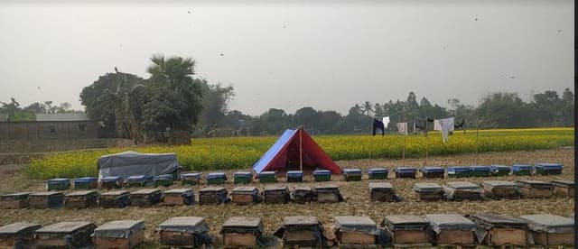সরিষা ফুলের মধু সংগ্রহে ব্যস্ত মৌ-চাষীরা