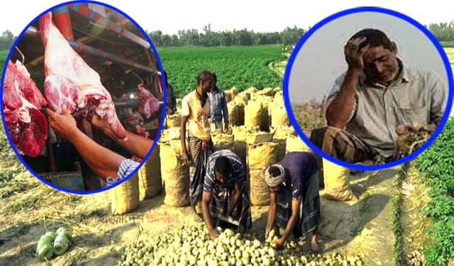 দেড় মণ আলুর দামে গরুর মাংস এক কেজি ! হতাশ কৃষক