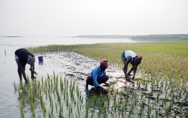 যমুনার দুই পাড়ে বোরো রোপণে ব্যস্ত চরাঞ্চলের কৃষকরা