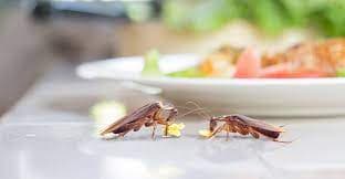 তেলাপোকা পড়ে মারা গেলে কি খাবার অপবিত্র হবে?