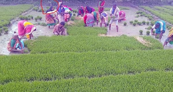 বাবার সাথে মাঠে কৃষি কাজ করছেন অষ্টম শ্রেনীর ছাত্রী